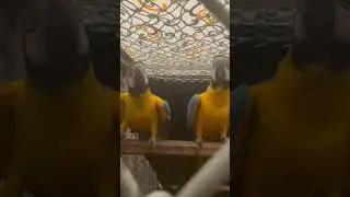 Macow pair breeding #macaw #pair  #breedingpair #viralvideo #viralshorts #foryou #foryou #foryou