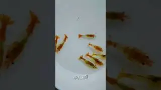 COLOUR FULL SHRIMPS AVAILABLE CONTACT NO: 9778164852 #guppy #shrimp #trending  #pond fish #fish