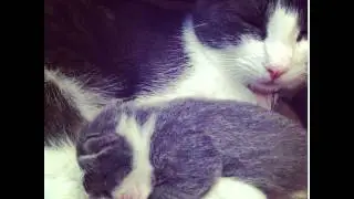 คิดถึงกาฟิวส์😊 #cat #cats #cute #catsconnect #catofinstagram #pets #petsagram #picoftheday #persi