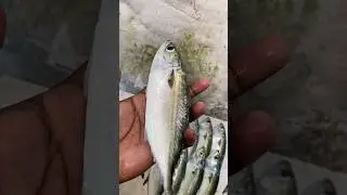 வெள்ளை வாவல்😍😍🐟🐟தரமான தூண்டில் மீன்கள் 🦐#beerichfishcorner #freshfish #seafoodlover