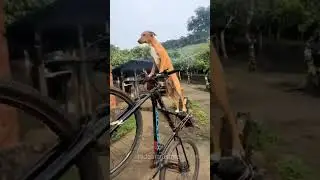 Dog 🐕 Riding Bicycle 🚲#shorts