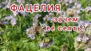 Phacelia. Siderate and honey plant / Garden. Phacelia. Siderate