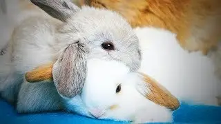 Funny Rabbits 😂 Cute Rabbits Fails (Part 2) [Funny Pets]
