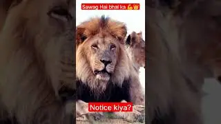 Savage lion #lion #lionfight #jugle #savage #savage420 #savagelion