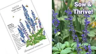 Everyones Guide to Sowing Salvia Seeds: Tips and Tricks for Success!