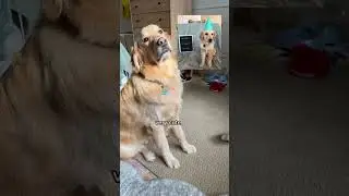 #youtubeshorts #dog #doglover #catpaws #shorts #funnydog