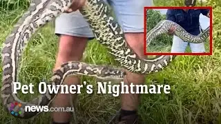 Every pet owner&rsquo;s nightmare as python eats family cat