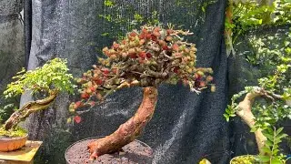 Bonsai juara ganti media makin terlihat istimewa