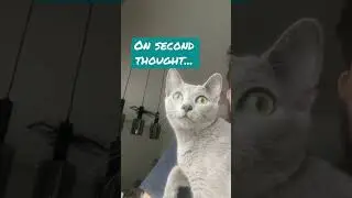 Russian blue cat 🐱sees rain for the first time ⛱🌨 #russianblue #catvideos #cat #catlife