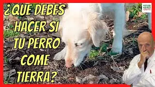 ¿CÓMO HACER PARA QUE MI PERRO DEJE DE COMER TIERRA? 🤢¿QUÉ PUEDE PASAR? 🤢 ¿PORQUÉ LO HACE?