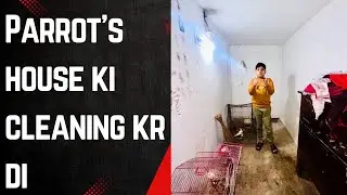 Parrots K House Ki Cleaning Kar Di 🥰 must watch and subscribe TriZooLa 🦅