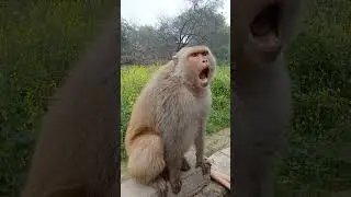 #monkey funny #reaction #video