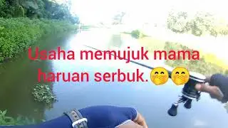 MANCING MAMA HARUAN GABUS SNAKEHEAD 1.32KG