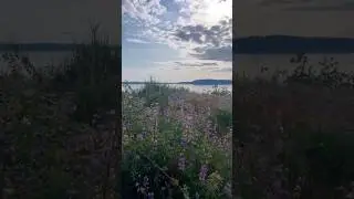 Chambers bay beach park. #reels #nature #beach #pnw #explore #seattle #fyp #youtube #youtubeshorts