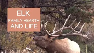Elk - family hearth and life