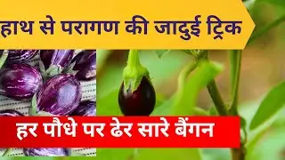 Brinjal Hand Pollination Magic &ndash;Get Double Brinjal. why brinjal flowers fall off.#viral #viralvideo