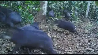 SUSTO DOS QUEIXADAS AO OUVIR O ESTURRO DA ONÇA