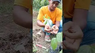 cara sambung merica ke kayau jenis belada‼️#viralreels #viralvideo #viralfyp