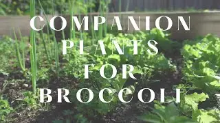 Broccoli Companion Plants