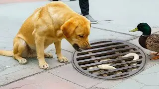 When A Dog Begs for Help to Save a Baby Ducks &ndash; Rescuing the Baby Ducks Stuck in the Sewer