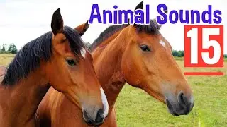 Animal Sounds for Kids 🐷🐔🐴 | FUN & LOUD!