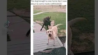 Dog brings cow home to come inside #wholesome