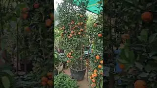 Chinese orange plant with fruits