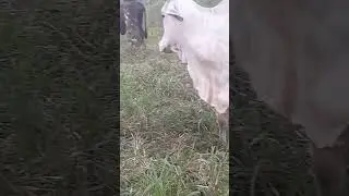 sucribete