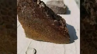 Dinosaur Agatized Gembone!