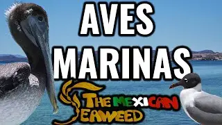 Aves Marinas (Seabirds)