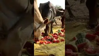 Treat for all the animals in our sanctuary! #animals #treat #rescued #animalrescue #viral