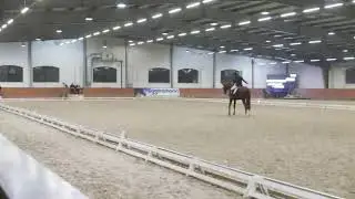 Justyna Stasiulewicz FANTASTIC BOY HZR Dąbrówka Mała 2020