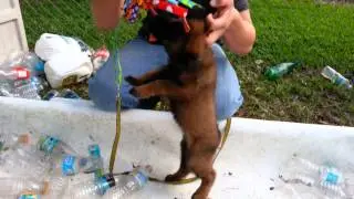 AKC Belgian Malinois puppies KNPV lines for sale, 7 weeks