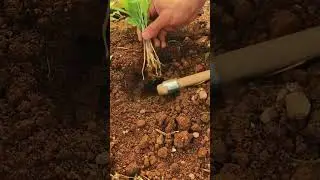 Manual Hand Hoe #labeeqagrifarm #PlantingSeason #GardenTools