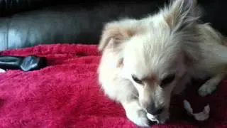 Pomeranian guarding her treat