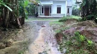 Monsoon Rain in Borneo 🌿 Nature Ambience Sounds for Meditation