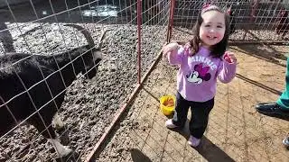 Gianna's visit to the farm