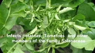 Potato Leaf Roll Virus