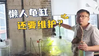 懒人生态龟缸｜一年不换水的乌龟缸，只需维护这两个地方