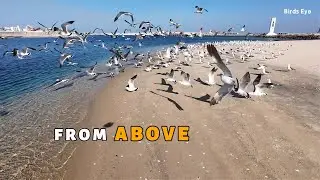 From Above: Winter Coast Seagulls | Cinematic Aerial