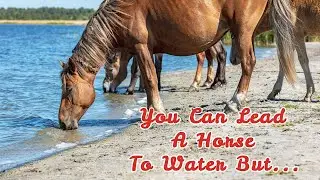 Horse Sense Tip 11, You can lead a Horse to water but...