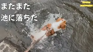 鳥への愛が強すぎて池に落ちる日もある(3日ぶり３回目)【北海道暮らし キャバリア ドライヤー風景】 - The puppy with falling into the pond 3rd times