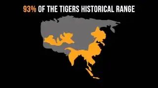 Tiger Awareness Infographic