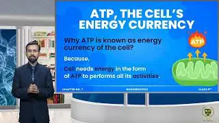 7.3-ATP, the cell&rsquo;s energy currency - bioenergetics - biology-9th