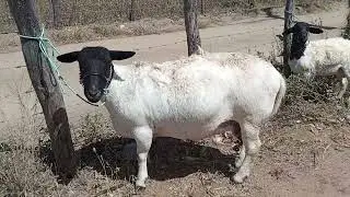 Dia de banho nas ovelhas 