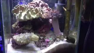 My dwarf cuttlefish feeding (Sepia bandensis)