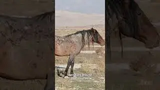 Wild Mustang spirit 🐴❤️ #music #piano #horse #mustang #america #native #freedom #soundtrack