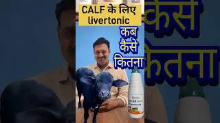 When, how and how much liver tonic should be given to the calf #ramawatvetgyan