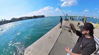 Fishing Haulover Inlet #fishinglife #fishing, #fish, #fishingvideo #needlefish