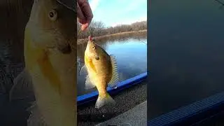 Ice Fishing Practice with a Noodle Rod
